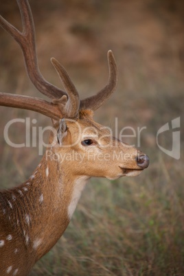 Profile of spotted deer