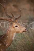Profile of spotted deer