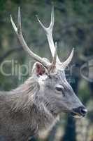 Profile of male sambar deer