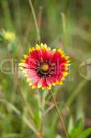 Red flower with yellow tips to petals