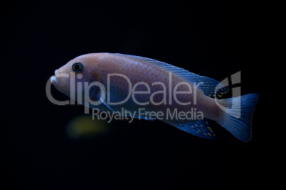 Red zebra cichlid swimming up in darkness