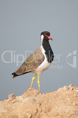 Red-wattled lapwing on rocks