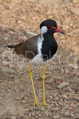 Red-wattled lapwing on ground