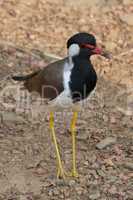 Red-wattled lapwing on ground