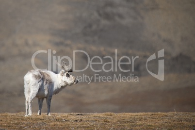 Reindeer on ridge looking round at camera