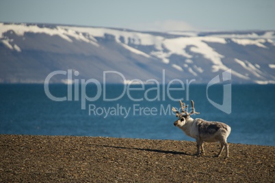 Reindeer standing on shore with mountains behind