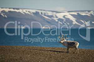 Reindeer standing on shore with mountains behind