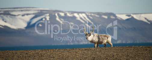 Reindeer walking on ridge with mountains behind