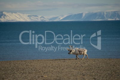 Reindeer walking along shore with mountains behind