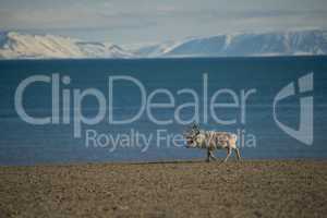 Reindeer walking along shore with mountains behind