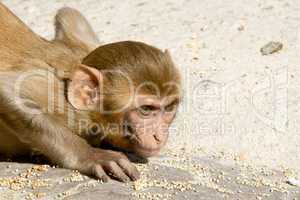 Rhesus macaque crouching
