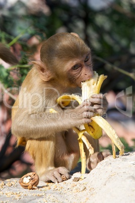 Rhesus macaque eating a banana