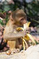 Rhesus macaque eating a banana