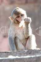 Rhesus macaque eating