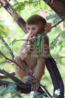 Rhesus macaque eating leaves