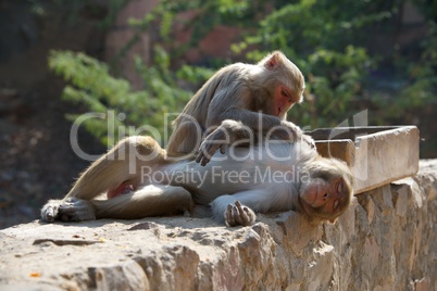 Rhesus macaque grooming a male