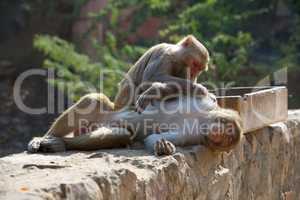Rhesus macaque grooming a male