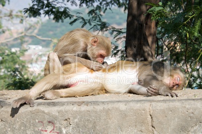 Rhesus macaque grooming its mate