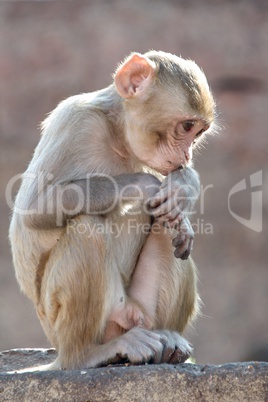 Rhesus macaque looking down