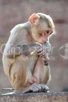 Rhesus macaque looking down