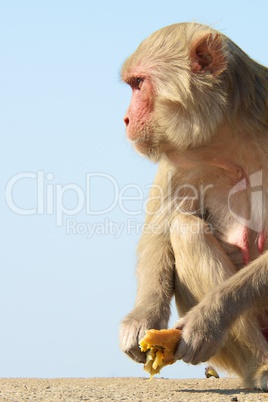 Rhesus macaque staring