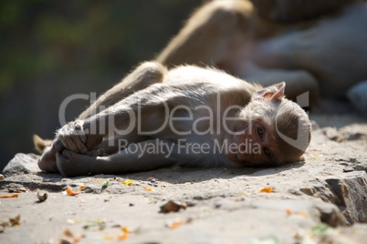 Rhesus macaque lying on a wall