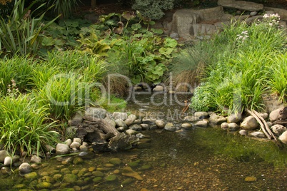 Rocky stream running through thick green foliage