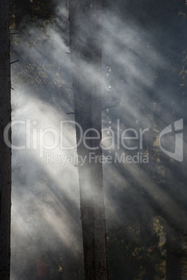 Smoky light in the trees 3