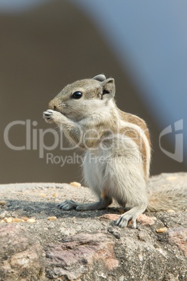 Squirrel eating