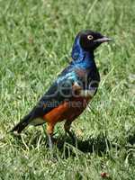 Superb starling 1