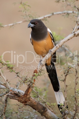 Treepie on a branch