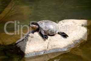 Turtle on rock in sunshine