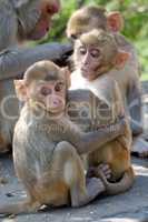 Two baby rhesus macaques