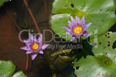 Two purple water lilies in ornamental pond