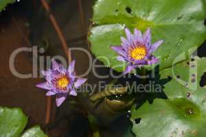 Two purple water lilies in ornamental pond