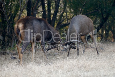 Two sambar deer fighting