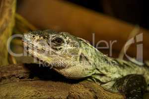 Utila spiny-tailed iguana in close-up on log