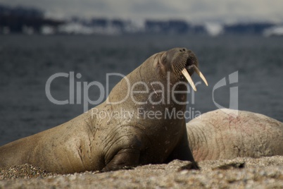 Walrus rising up on flippers on beach