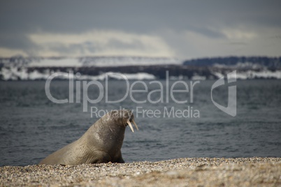 Walrus leaning on flippers on Arctic beach