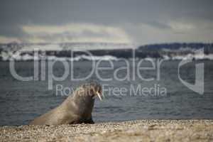 Walrus leaning on flippers on Arctic beach