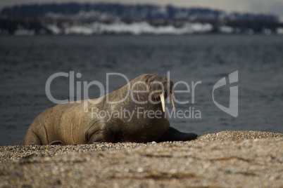 Walrus with half-closed eyes on shingle beach