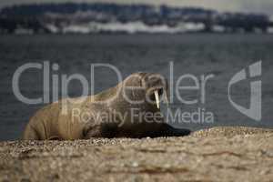 Walrus with half-closed eyes on shingle beach