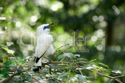 White Bali myna bird singing on branch