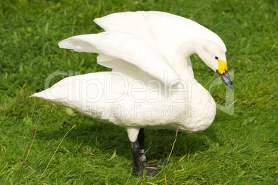 Whooper swan with yellow beak stretching wings