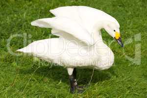 Whooper swan with yellow beak stretching wings