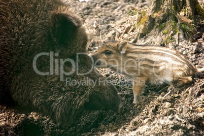 Wild boar nuzzling baby in the mud