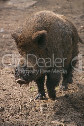 Wild boar with muddy snout trotting along