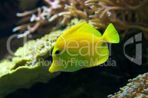 Yellow tang swimming down through coral reef
