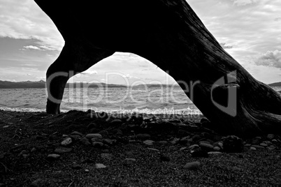 Yellowstone Lake driftwood in black and white