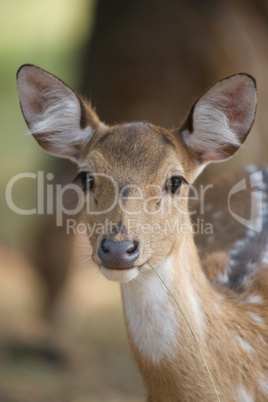 Young spotted deer close-up